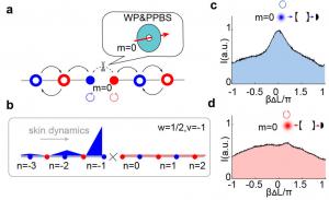 Figure 3. (a) Construction of boundary states in the synthetic dimension; (b) Theoretical distribution of boundary states; (c–d) Experimentally measured boundary zero-energy states.