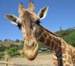 Remembering Kulula: Safari West Honors the Life and Legacy of Its Most Beloved Giraffe