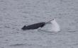 Researchers share concerns about the impacts of boats harassing whales in Port Phillip Bay