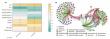 How soil viruses impact carbon emissions and sequestration