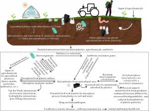Relationships between microplastic pollution, agrochemicals, antibiotic resistance genes, and potential pathogen-microplastic interactions in agricultural soils.