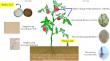 Humic acid: a natural defense against soil pathogens