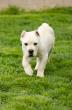 Serbia’s Maxima Lux Kennel Unveils Rare White Cane Corso Puppies