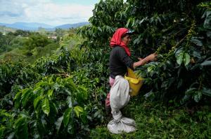 Farmworker picking coffee cherries