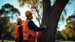 Adelaide Arborist Highlight the Importance of Qualified Tree Management