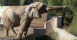 Last Captive Elephant in Argentina Begins Her Historic Journey to Elephant Sanctuary Brazil