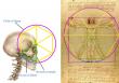 Dentist Makes Breakthrough on Leonardo da Vinci's Vitruvian Man Drawing