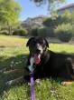 Senior Dogs Fetch Lifesaving Grey Muzzle Grants