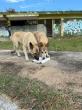 THE SATO PROJECT AND RETRIEVAIR FLY DOZENS OF STRAY AND ABANDONED RESCUE DOGS OUT OF PUERTO RICO TO NEW LOVING HOMES