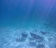 SilentWorld Launches Transformative Charters for School and Youth Groups Focused on Ocean Conservation and Coral