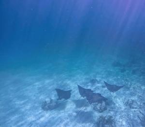 Fever of spotted eagle rays at Carysfort Reef At Carysfort lighthouse