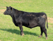 Deluisio Angus Launches Breeding Program Centered on Calm-Temperament Black Angus Cattle