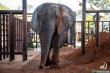 After 40 Years in Solitary Confinement, African Elephant Kenya Takes First Steps Onto Sanctuary Ground