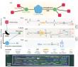 Chip-to-chip photonic quantum teleportation over optical fibers of 12.3 km