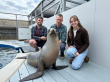 Sea Lion Ronan Makes Scientific Waves in Breakthrough Beat-Keeping Study