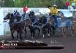 Horse euthanized due to serious injury in Calgary Stampede chuckwagon races