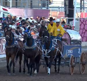 A team of four horses pulls a wagon at the Calgary Stampede chuckwagon races.