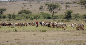 Pastoralist herder with cattle on grasslands in southern Kenya participating in a regenerative grazing project.