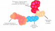 USPTO Grants Patent for Novel Therapeutics for Antibody-Cannabinoid Conjugates