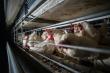 Global Investigation Documents Conditions on Egg Farms in 37 Countries, Including Canada