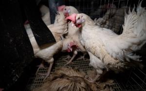 dead bird in cage