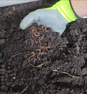 A handful of earthworms in a bed full of composting material that was once plastic