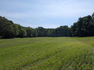 Field Medicinal Pasture By Cody Deluisio