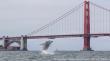 Protecting Blue Whales & Blue Skies Welcomes Port of Oakland as Newest Ambassador to Protect Whales and Air Quality
