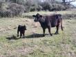 LoneStar Tracking Launches Affordable BLE GPS Ear Tag for Cattle Monitoring