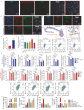 Gut bacteria fuel tumor immune escape in esophageal cancer