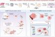 Embedded natural polysaccharides for intervention of pancreatic cancer development