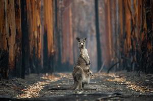 kangaroo2