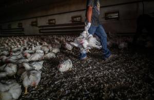 chicken catcher