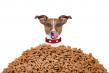 Plant-Based Dog Food is on the Rise—And That’s Good News for the Planet