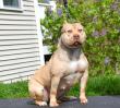 ManMade Kennels Evaluates the Brazilian Pit Monster Breed’s Role in Future XL Bully Breeding