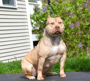 Brazilian Pit Monster dog