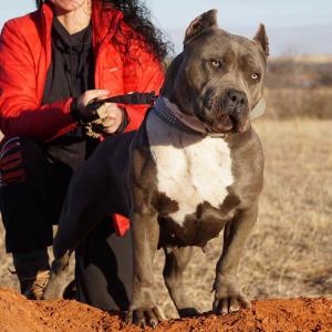 ManMade Kennels XL Bully