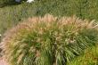AG2 TC Introduces Premium Ornamental Sedge Liners for Drought-Tolerant, Low-Maintenance Landscapes