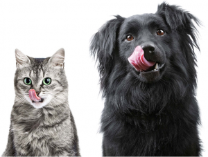 Full Grooming Services for Your Furry Friend