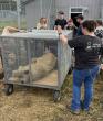 United Rescue for Lions - Neglected Lions in Canada Find New Life in U.S.
