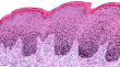 SGS Supports Non-Animal Clinical Testing With Release of 3D Skin Model White Paper