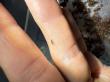 Butterfly Pavilion Achieves World First: Colorado Firefly Lifecycle Completed Under Human Care, Advancing Conservation
