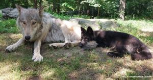 The Wolf Conservation Center is thrilled to share some exciting news – Kinari is now officially living in the enclosure with her older brothers, Silas and Nikai! The transition has gone incredibly smoothly, with both boys welcoming their younger sister with open paws Kinari and Silas laying down