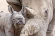 Welcome, Ozzy: Safari West Celebrates the Birth of a White Rhino Calf