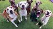 Animal Control Services Now Available Through The City of Carson beginning July 28, 2025