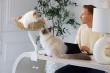 ERGO PURRCH™ Desk-Mounted Cat Bed Sets a New Standard for the Modern Workspace