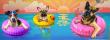 Sasha’s Pet Resort Launches E-commerce Initiative to Market Latest Facility Infrastructure Components to Doggie Daycares