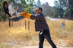 A person in a brown jacket and yellow gloves releasing a red tail hawk