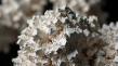 Lithium Carbonate Market Size Opportunities and Challenges for the Future
