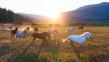 Gene Kilgore, 'The Ranch Guy' Reveals 10 Off-Radar Guest Ranches Offering Exemplary Experiences